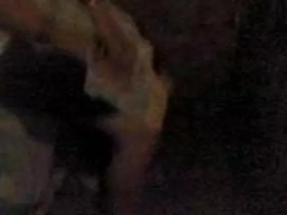 සම්පූර්ණ ඉන්දියානු සරාගී වීඩියෝ Waabi චිත්රපටය හින්දි ශ්රව්ය සමඟ ඉන්දියානු අසල්වැසියාට වංචා කරයි