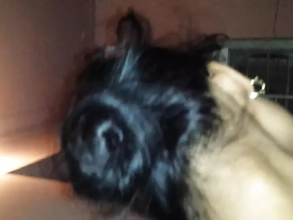 ඉන්දියානු ලිංගික ලිංගික ඡායාරූපය