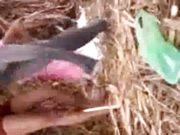 උතුරු ඉන්දියාවේ උණුසුම් තරුණියක් සිය නව පෙම්වතා සමඟ ක්ෂේත්රයේ ලිංගික ඡායාරූප භුක්ති විඳියි