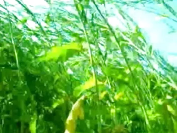 ජංගල් සරාගී හින්දි චිත්රපටයේ ජෝඩුව