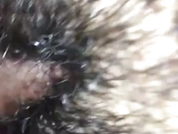 desi hot wife සරාගී චිත්රපටිය bf හින්දි හිසකෙස් ඇති බිරිඳ සරාගී පුසි චුඩායි