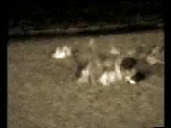 සැඟවුණු කැමරාව සරාගී චිත්රපටය පොදු වෙරළ සරාගී සරාගී වීඩියෝ මගේ කැමරාව