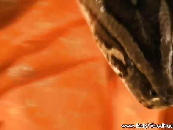 සුන්දර කාන්තාව බොලිවුඩ් සරාගී චිත්රපටයේ රහස කියයි සත්ව වාලා