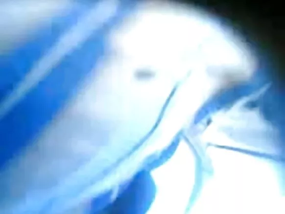 22 හැවිරිදි විශ්ව විද්යාල දැරියන් කුකුළා උරා බොන ලුදියානා විද්යාලයේ සරාගී වීඩියෝ චිත්රපට ගැහැණු ළමයා හින්දි භාෂාවෙන්